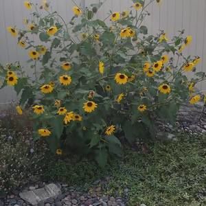 Meet your Posher, Starla